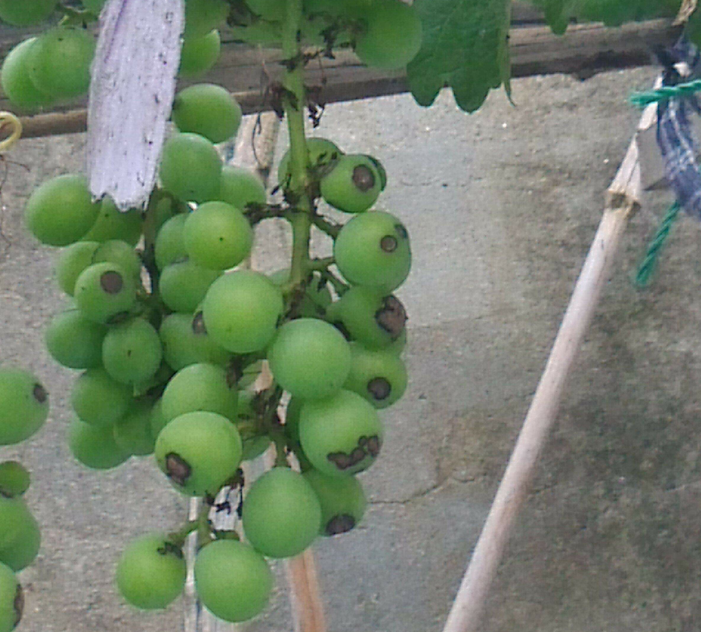 葡萄病害识别,葡萄开花结果要喷什么农药