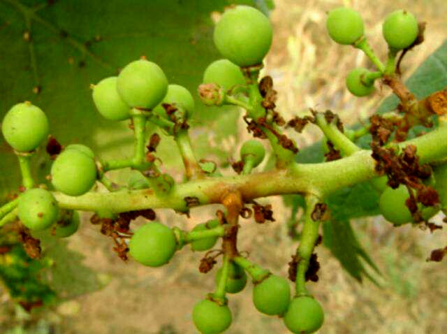 葡萄病害识别,葡萄开花结果要喷什么农药