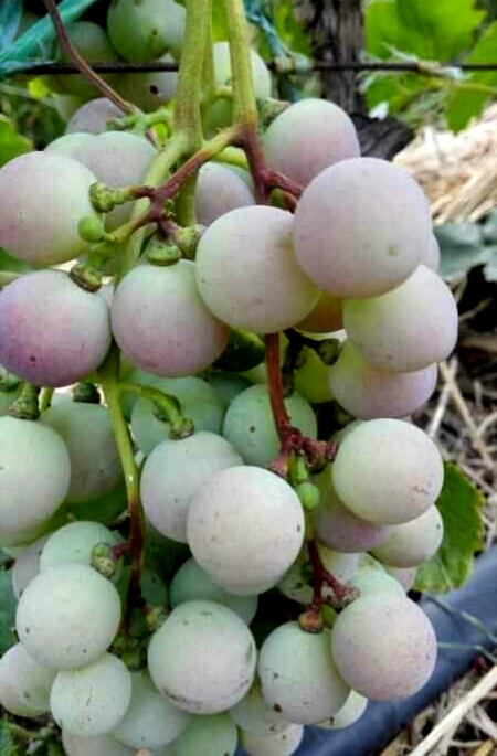 葡萄病害识别,葡萄开花结果要喷什么农药