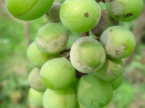 葡萄病害识别,葡萄开花结果要喷什么农药