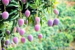 原来这才是芒果的正确吃法,芒果控哪种都爱吃