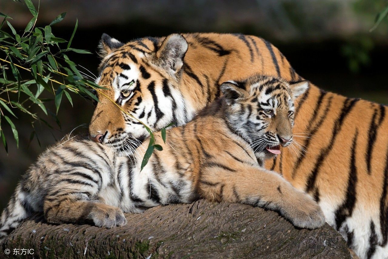 甲骨文的启发－凌家滩玉版分析（二）－到洛书的数学过渡逻辑？