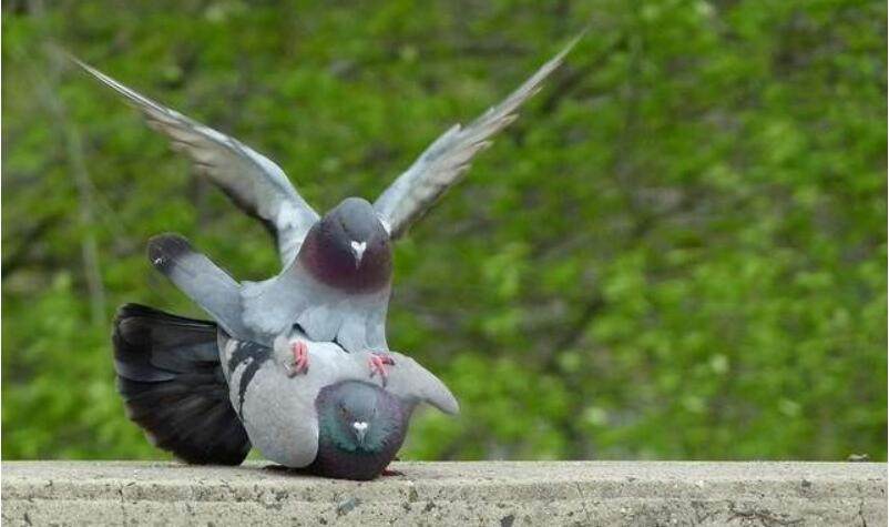 她举办“精子游泳大赛”！下注谁游得最快，募款拯救濒危鸟类