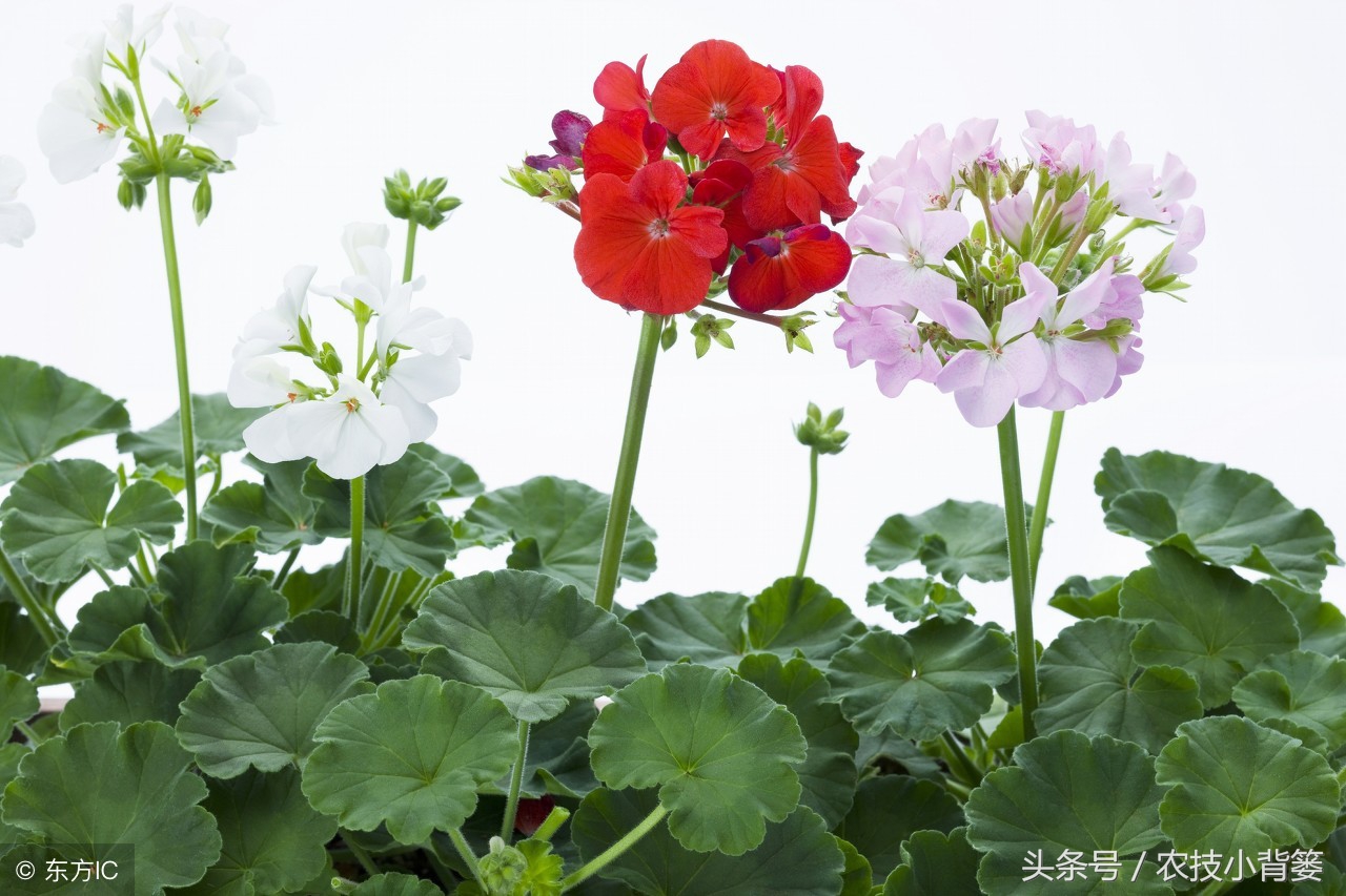 盆栽巧用小苏打：消毒灭菌、防虫祛害，家庭养花更简单！