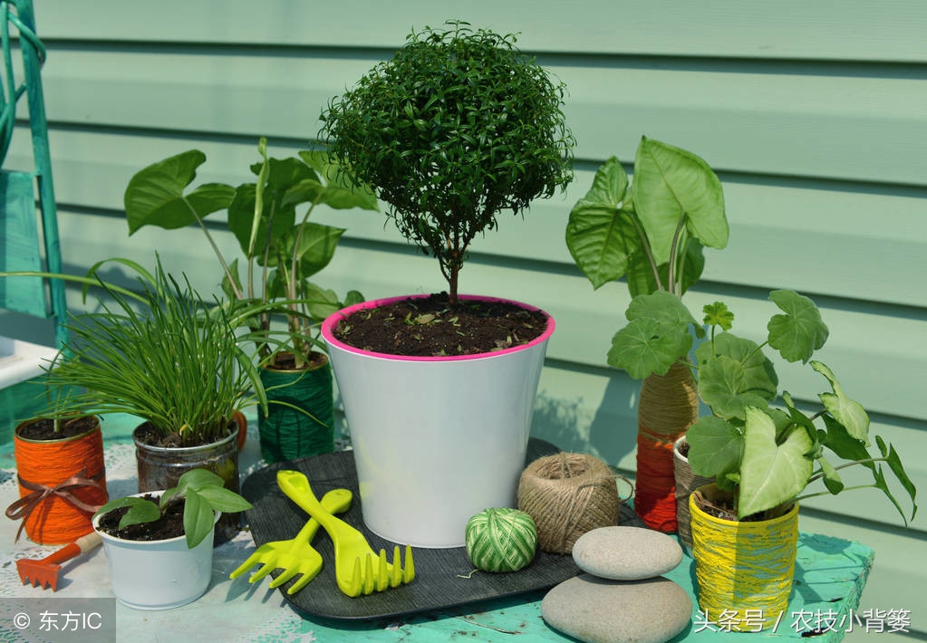 盆栽巧用小苏打：消毒灭菌、防虫祛害，家庭养花更简单！