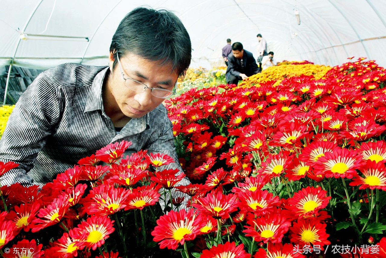 盆栽巧用小苏打：消毒灭菌、防虫祛害，家庭养花更简单！