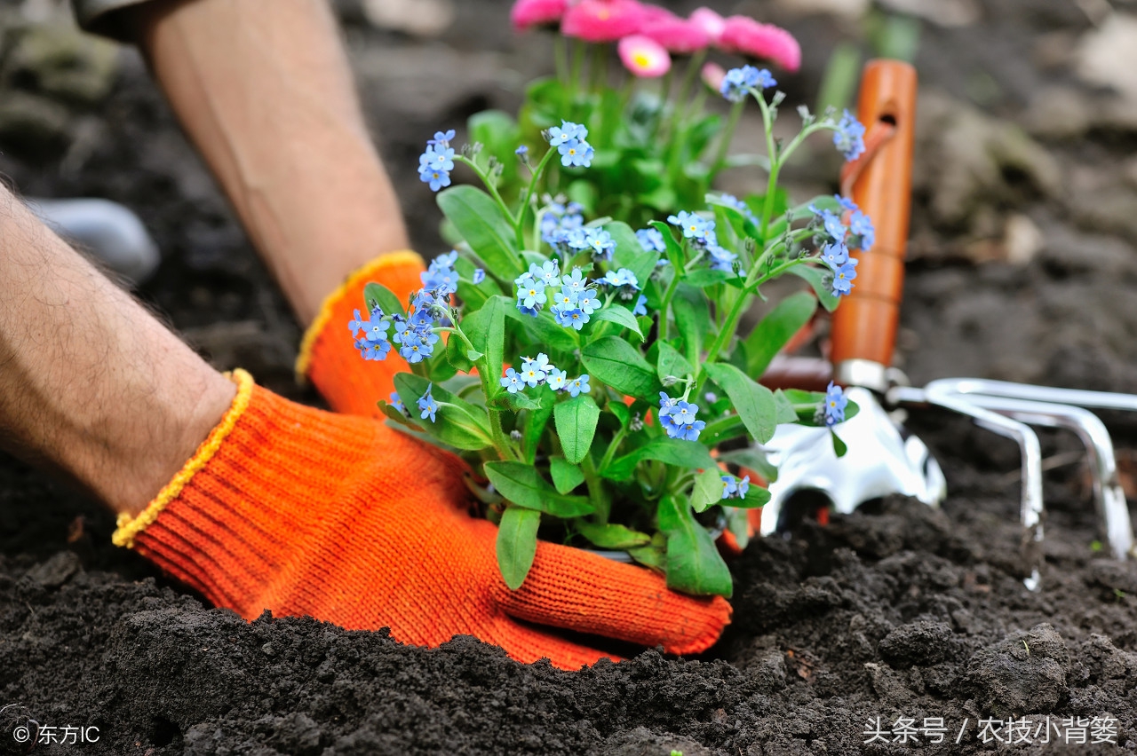 盆栽巧用小苏打：消毒灭菌、防虫祛害，家庭养花更简单！