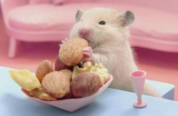 怎么判断仓鼠是伪冬眠还是死掉,仓鼠刚来怎么防止仓鼠冻死