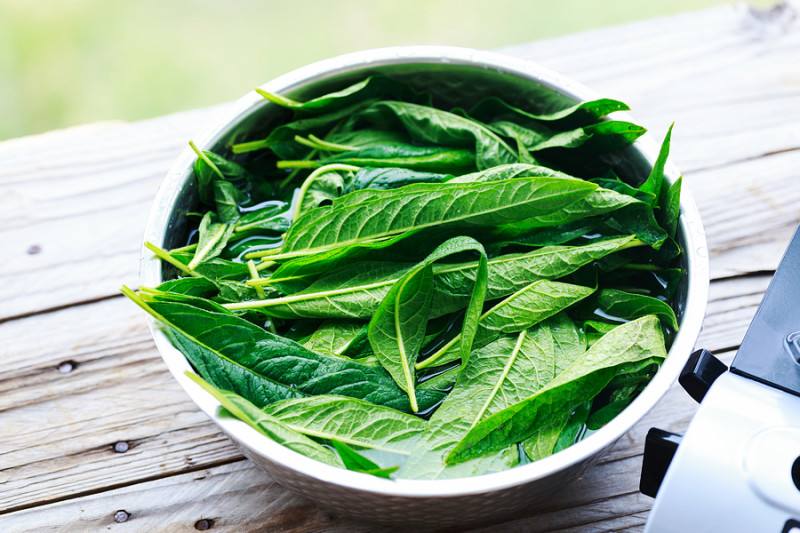 常见根茎蔬菜叶子可食用的大全,什么蔬菜叶子有营养功效