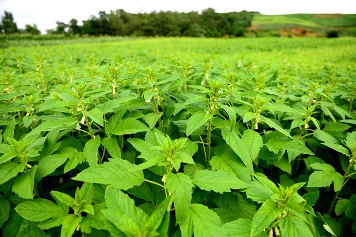 常见根茎蔬菜叶子可食用的大全,什么蔬菜叶子有营养功效