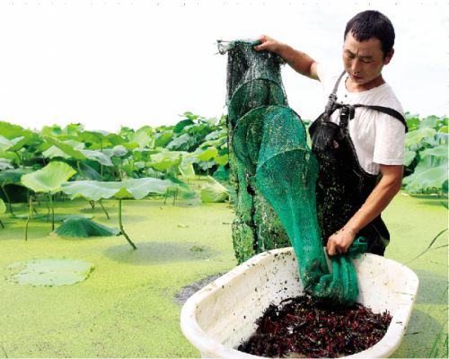 藕田养殖龙虾一亩本钱,藕塘养龙虾一亩可产多少斤