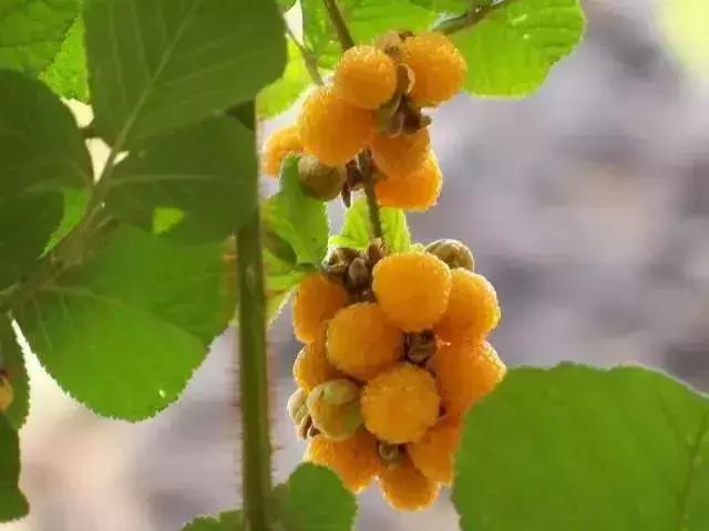 鏅幢鍚冭姃鏋滅殑瀛ｈ妭,鏅幢鍚冭姳瀛ｈ妭