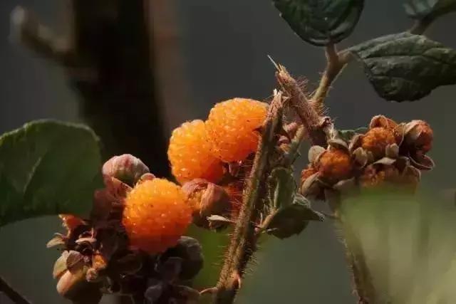 鏅幢鍚冭姃鏋滅殑瀛ｈ妭,鏅幢鍚冭姳瀛ｈ妭