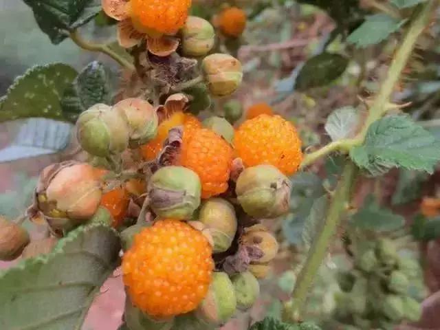 鏅幢鍚冭姃鏋滅殑瀛ｈ妭,鏅幢鍚冭姳瀛ｈ妭