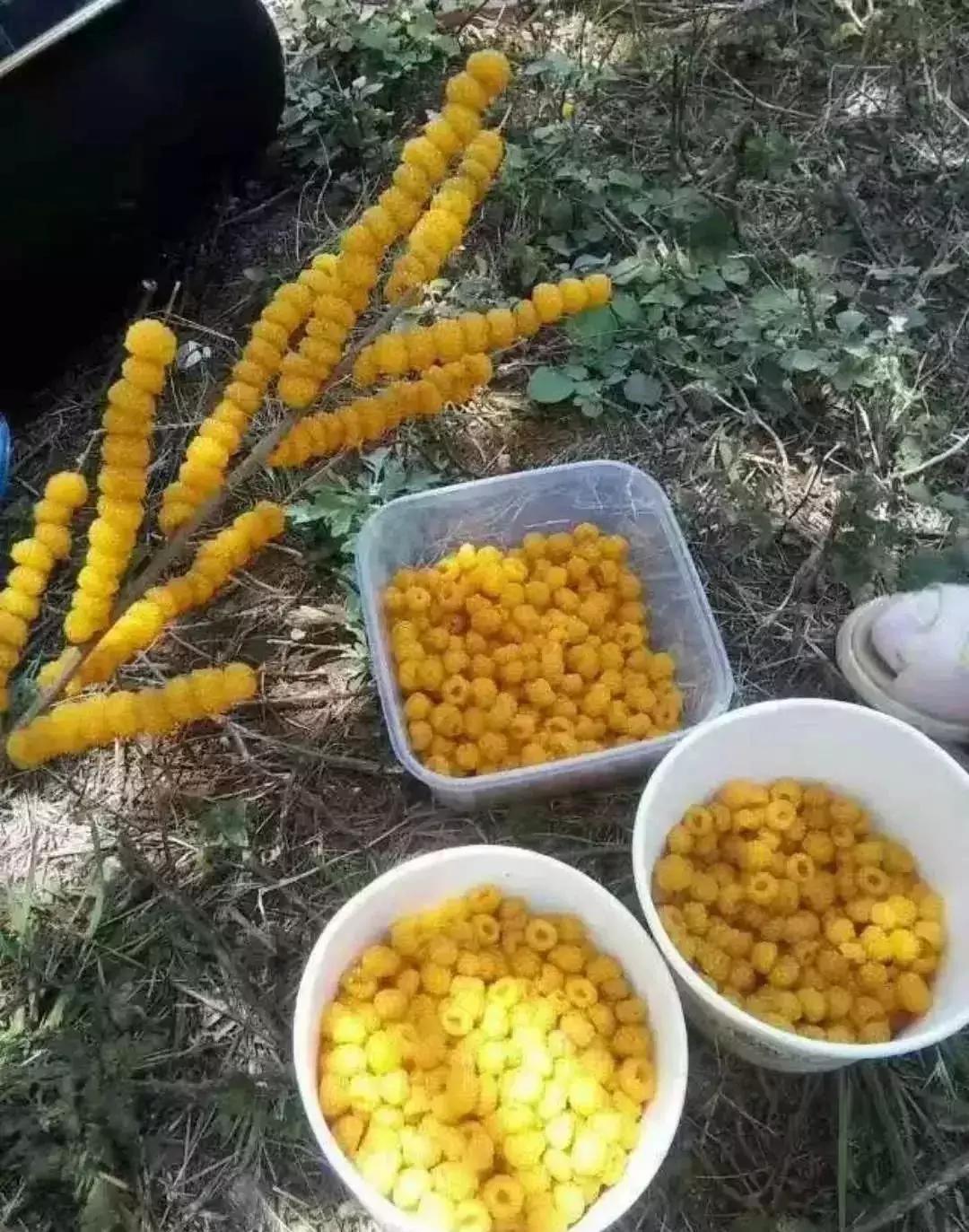 鏅幢鍚冭姃鏋滅殑瀛ｈ妭,鏅幢鍚冭姳瀛ｈ妭