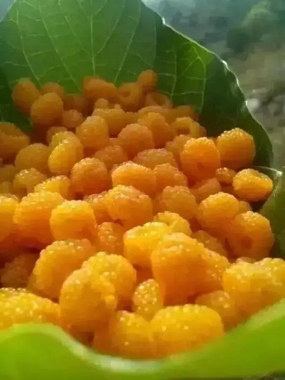 鏅幢鍚冭姃鏋滅殑瀛ｈ妭,鏅幢鍚冭姳瀛ｈ妭