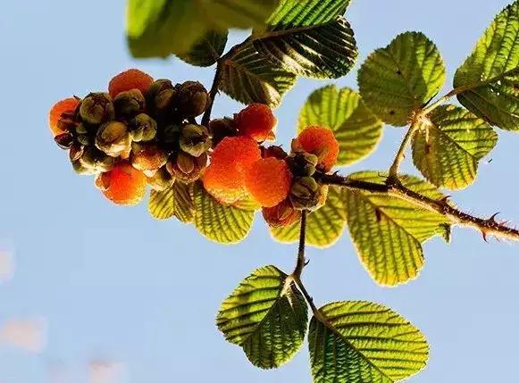 鏅幢鍚冭姃鏋滅殑瀛ｈ妭,鏅幢鍚冭姳瀛ｈ妭