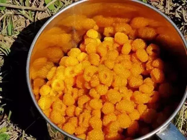 鏅幢鍚冭姃鏋滅殑瀛ｈ妭,鏅幢鍚冭姳瀛ｈ妭