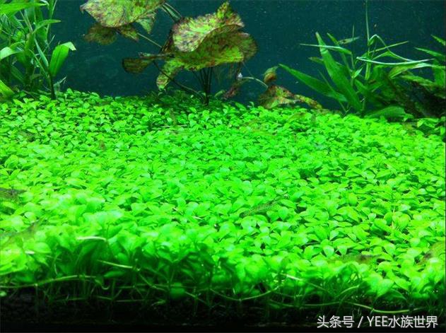 爬地矮珍珠叶片发黄,矮珍珠叶片发黄