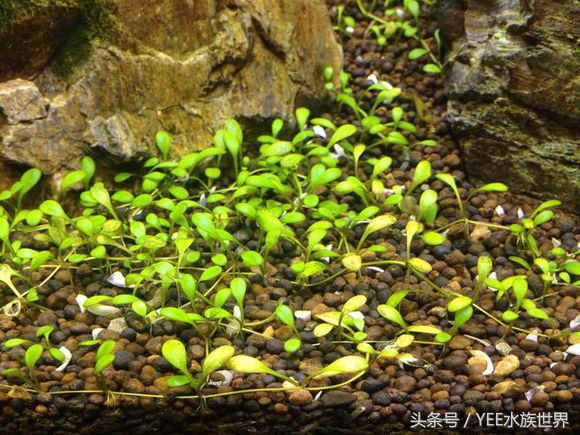 爬地矮珍珠叶片发黄,矮珍珠叶片发黄