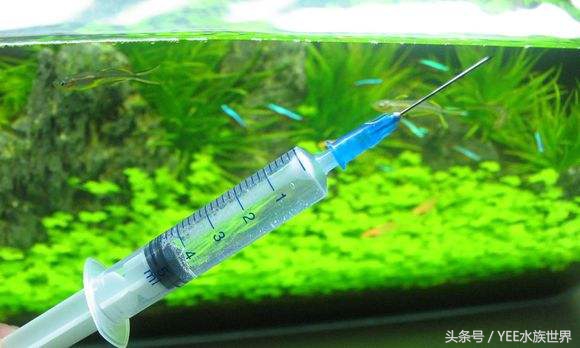 爬地矮珍珠叶片发黄,矮珍珠叶片发黄