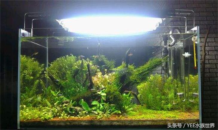 爬地矮珍珠叶片发黄,矮珍珠叶片发黄