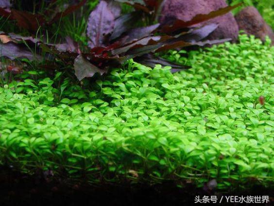 爬地矮珍珠叶片发黄,矮珍珠叶片发黄