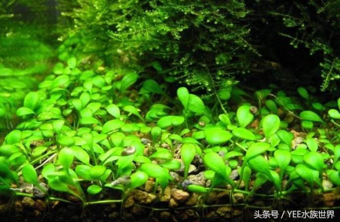 爬地矮珍珠叶片发黄,矮珍珠叶片发黄