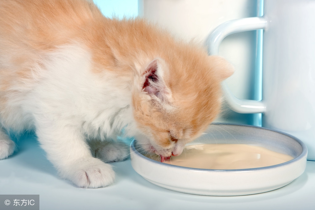 小奶猫人工喂养注意事项,没睁眼小奶猫人工怎么喂养