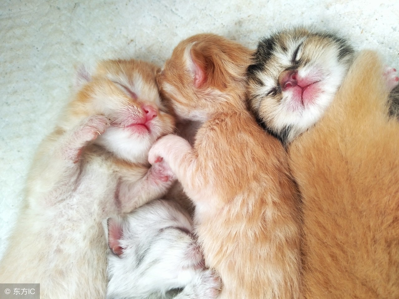 小奶猫人工喂养注意事项,没睁眼小奶猫人工怎么喂养