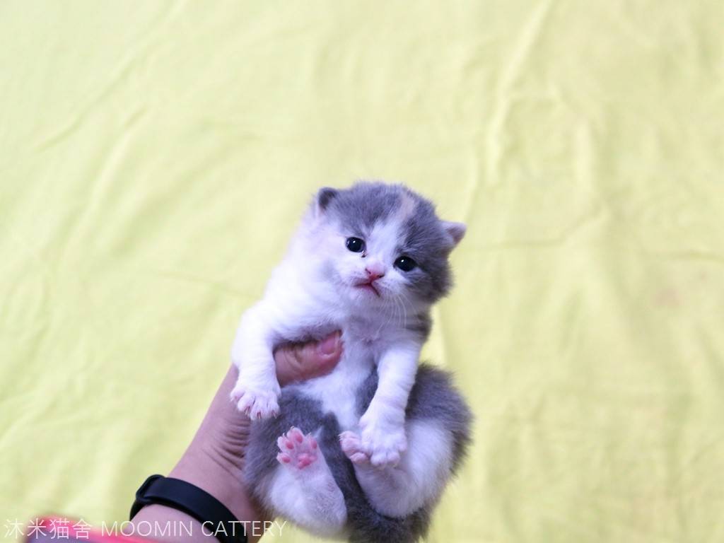 英短猫舍怎么选,英短蓝猫自家猫舍