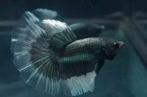 有哪些斗鱼天性好斗,斗鱼自恋狂