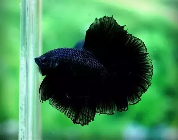 有哪些斗鱼天性好斗,斗鱼自恋狂