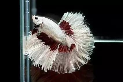 有哪些斗鱼天性好斗,斗鱼自恋狂