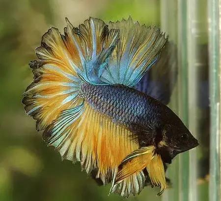 有哪些斗鱼天性好斗,斗鱼自恋狂