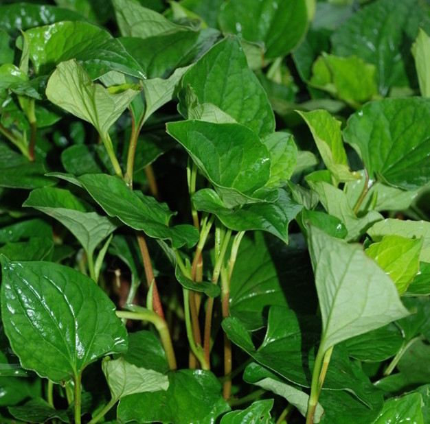 折耳根野菜的功效与作用,农村野菜折耳根清热解毒
