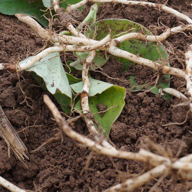 折耳根野菜的功效与作用,农村野菜折耳根清热解毒