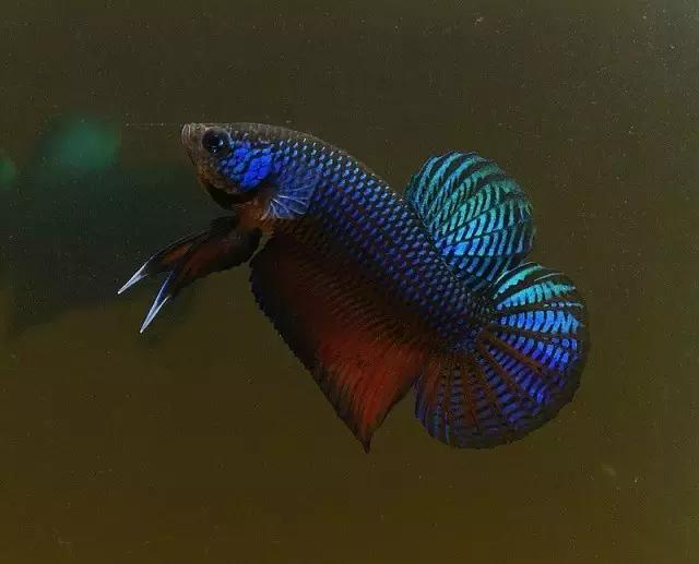 有哪些斗鱼天性好斗,斗鱼自恋狂