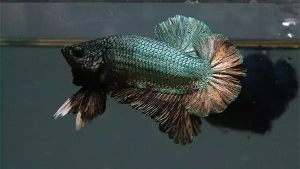 有哪些斗鱼天性好斗,斗鱼自恋狂