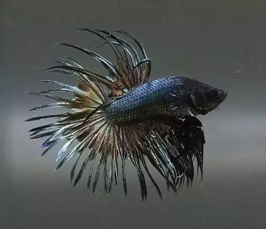 有哪些斗鱼天性好斗,斗鱼自恋狂