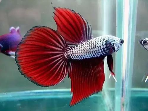 有哪些斗鱼天性好斗,斗鱼自恋狂