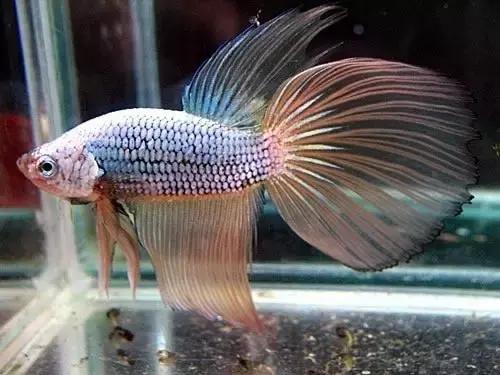 有哪些斗鱼天性好斗,斗鱼自恋狂