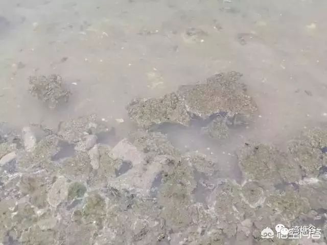 养殖过程中池塘淤泥处理办法,池塘泥皮怎么清除