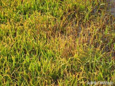 水稻育秧苗遭低温多少度受影响,水稻受冷怎么补救