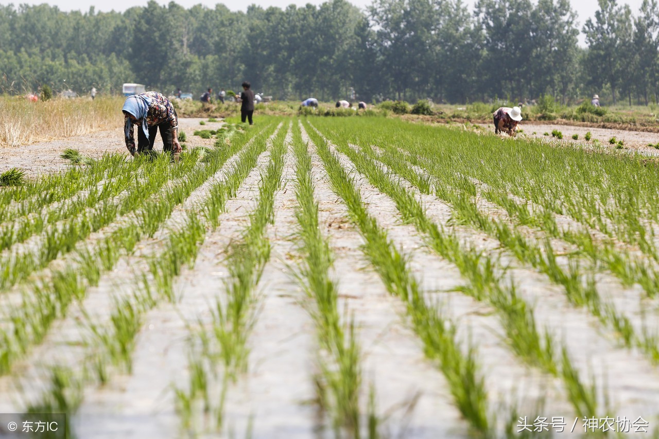 水稻育秧苗遭低温多少度受影响,水稻受冷怎么补救