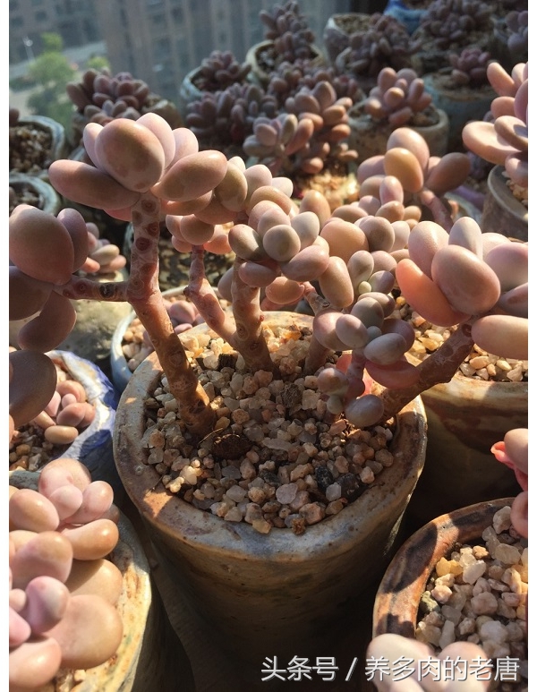 多肉掰叶片会掰断怎么办,多肉叶片怎么掰掉