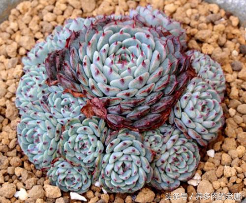 多肉掰叶片会掰断怎么办,多肉叶片怎么掰掉