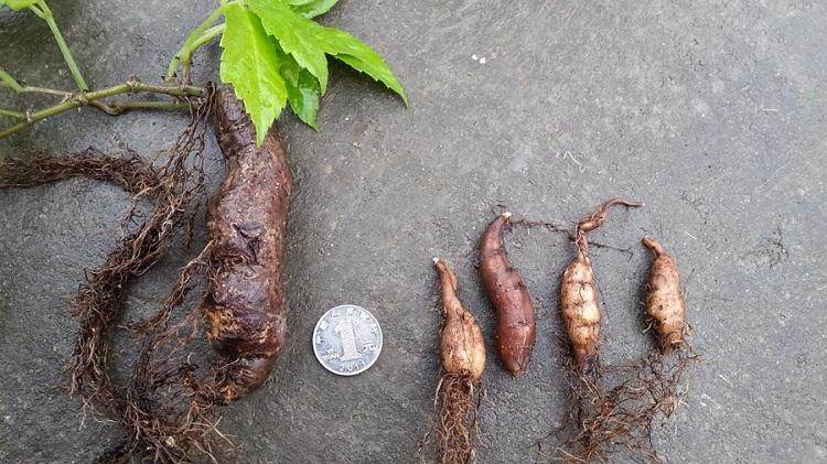 这个不起眼植物竟对治肝有奇效,农村一野草是护肝的宝