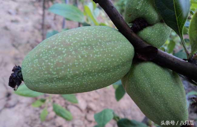 安康白河木瓜种植,安康白河木瓜种植面积