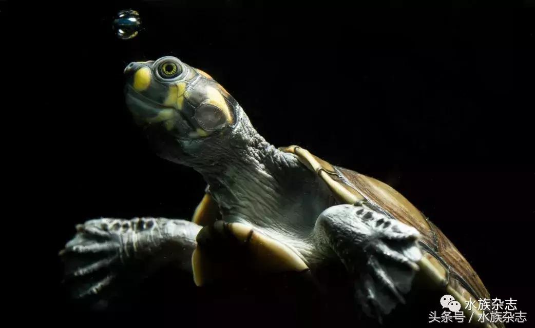 龟龟丞相,龟丞相